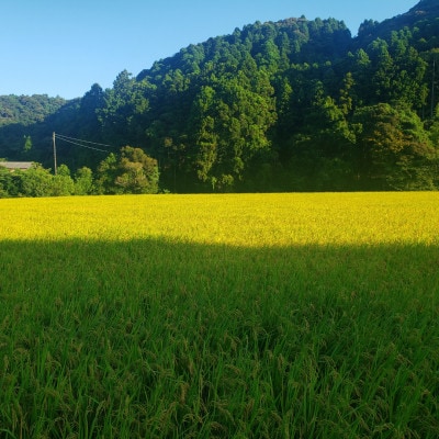 【令和8年産】ゆずり原(コシヒカリ)　千葉県勝浦市産　精米　5kg×1袋　2026年9月以降発送