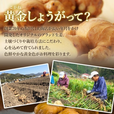 黄金しょうが2kg 【7日程度で発送】 Xnb-0007