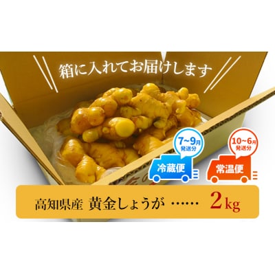 黄金しょうが2kg 【7日程度で発送】 Xnb-0007