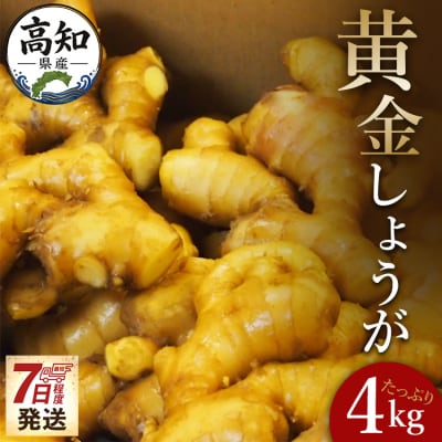 黄金しょうが4kg 生姜一筋70年の生姜老舗問屋 【7日程度で発送】 Xnb-0008