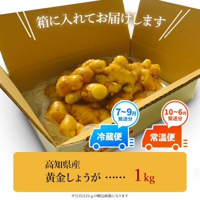 しょうが 約1kg 黄金しょうが 野菜 根菜 【7日程度で発送】 Xnb-0009