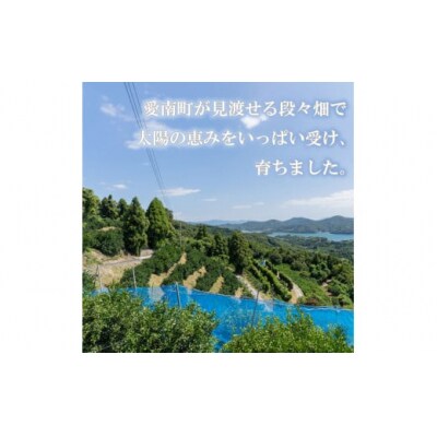 【先行受付】【2026年10月1日～】レモン 3kg フルーツアイランド・マルエム産 