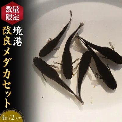 <数量限定>境港改良メダカセット(4匹・2ペア)