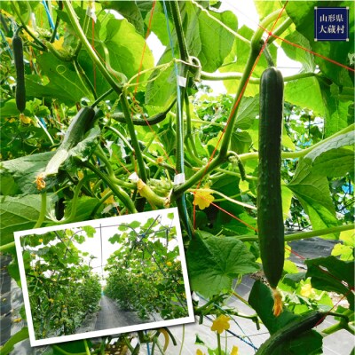 採れたて新鮮!夏野菜お楽しみBOX