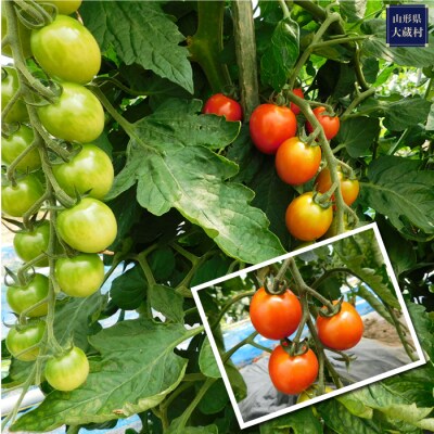 採れたて新鮮!夏野菜お楽しみBOX