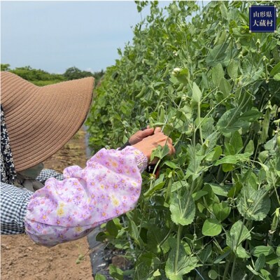 採れたて新鮮!夏野菜お楽しみBOX