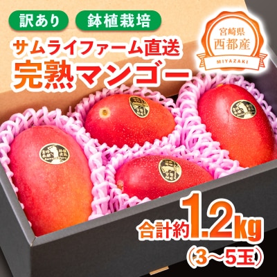 【順次発送中!】西都市産完熟マンゴー約1.2kg(3～5玉)[訳あり]鉢植栽培[2917]