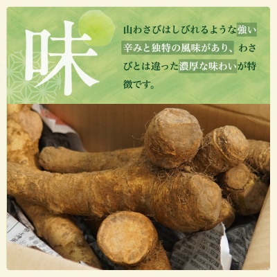 北海道芽室町 十勝産 山わさび(土付き1kg)me064-001c