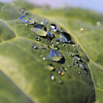 <ファンケル　1日分のケール青汁(顆粒)30本入>　緑黄色野菜 濃縮野菜 ミネラル 西予市