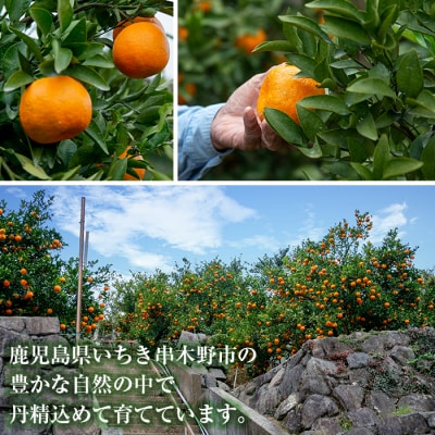 【終売間近!】JAさつま日置農協のハウスみかん 約2.4kg