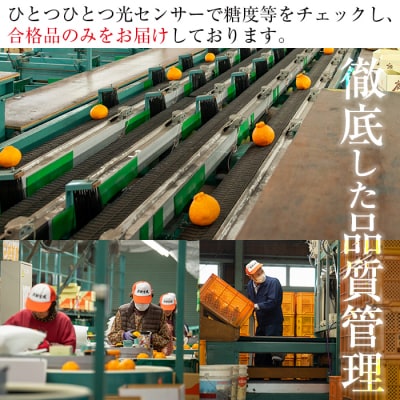 【終売間近!】JAさつま日置農協のハウスみかん 約2.4kg