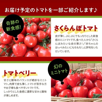 【事前受付】【4月～6月の定期便】トマト好き全員集合トマト3か月お届けパック　H004-173