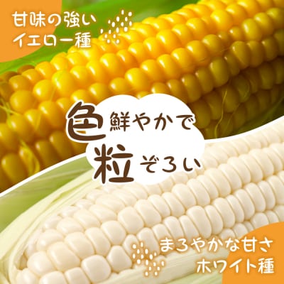 【先行受付】北海道芽室町 とうもろこしイエロー、ホワイト各5本 me002-008c-26