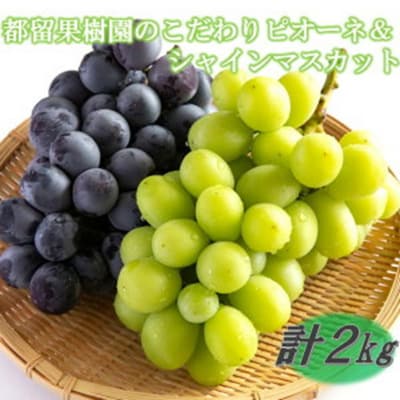 【数量限定】令和8年発送/都留果樹園のこだわりピオーネ&シャインマスカット計2kg_2594R