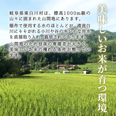 令和7年産 コシヒカリ 精米 約3kg 米 岐阜県 東白川村産