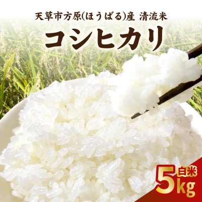 天草市方原産　白米(コシヒカリ)5キロ【先行受付】_S150-003