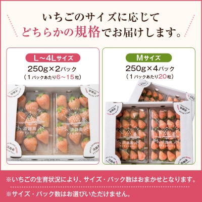 淡路島アイランドベリー 白苺淡雪 2～4P入【3月発送先行受付・お届け日指定不可】　as14033
