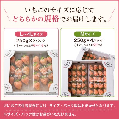 淡路島アイランドベリー 白苺淡雪 2～4P入【5月発送受付・お届け日指定不可】　as14035