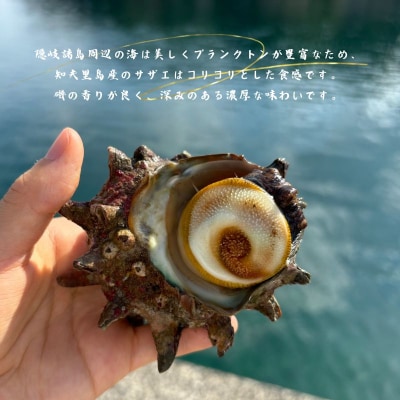【知夫里島獲れ天然活さざえ3kgセット】隠岐諸島の新鮮なさざえをお届けします!