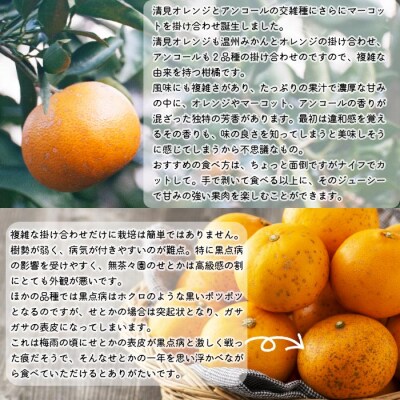 見た目は悪いが味は逸品　無茶々園のせとか　3kg