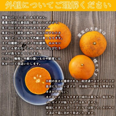 見た目は悪いが味は逸品　無茶々園のせとか　3kg