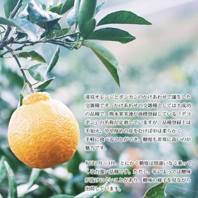 <無茶々園の不知火(デコポン)　3kg>　柑橘　フルーツ　果物　愛媛　期間限定