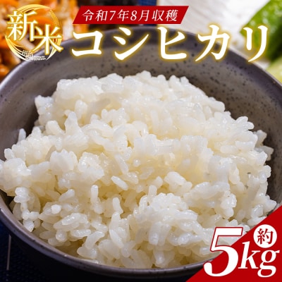 コシヒカリ 約5kg(令和7年8月収穫) db-0050