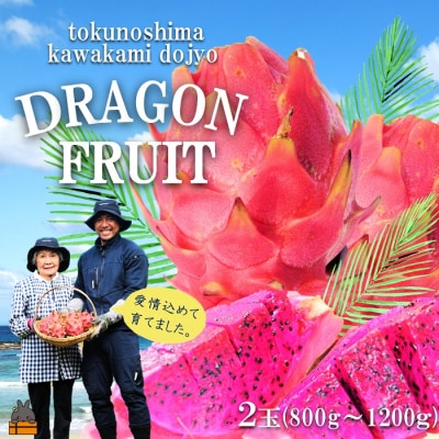 ～徳之島の川上さん親子が育てた～ドラゴンフルーツ(赤:2玉)
