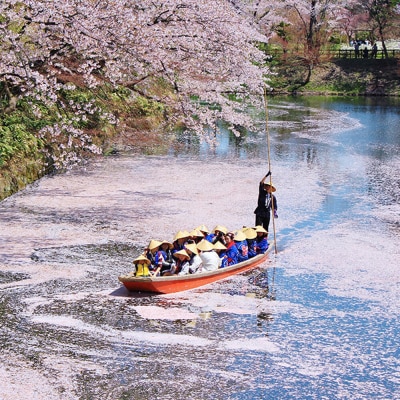 【タクシーでらくらく移動】着地型弘前さくらまつり見学ツアー 3名様ご招待|24_flk-020301