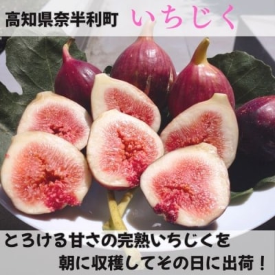 いちじく　 116022　