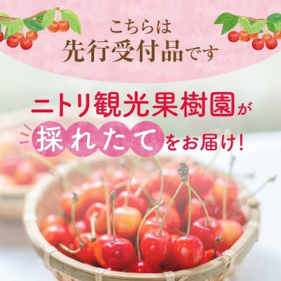 2026年発送【先行受付】佐藤錦【Lサイズ】500g×2【ニトリ観光果樹園】_Y074-0135