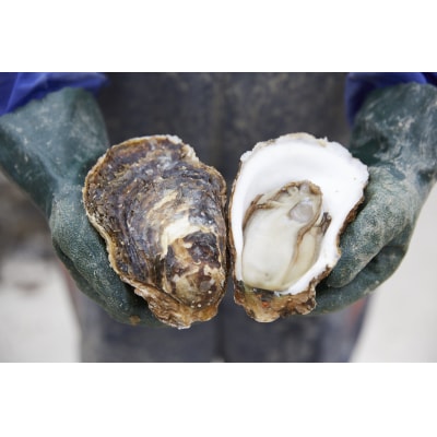 夏が旬! 殻付き岩牡蠣 約2kg 冷蔵 カキ 牡蠣 生食可 新鮮 数量限定 かき小屋広田湾