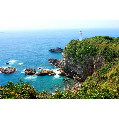 足摺ヤブ椿再生プロジェクト 応援(返礼品なし) 自然・環境保護 SDGs【R01751】