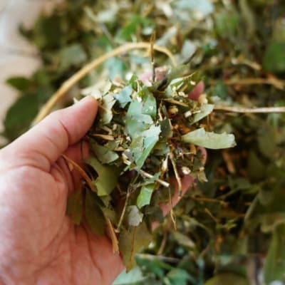 国産くろもじ茶 ティーバッグ 1.8g×7個