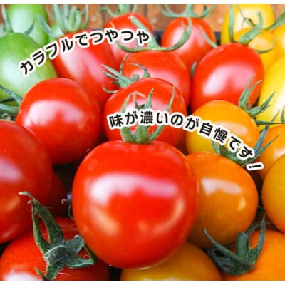 農楽園トマト おまかせ 1kg 詰め合わせ【お届け日指定返礼品】　ab03002