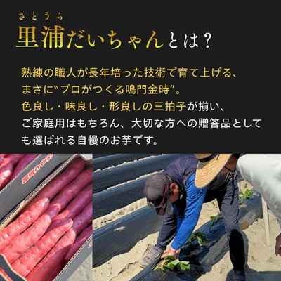 【先行受付中・2026年10月下旬頃より順次発送】鳴門産 さつまいも 里浦だいちゃん 3kg