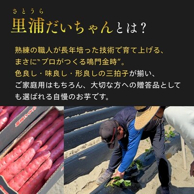 【先行受付中・2026年10月下旬頃より順次発送】里浦だいちゃん 5kg