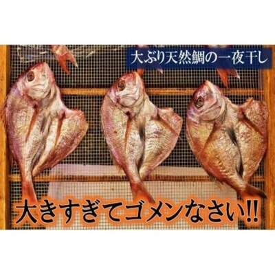 大きな天然鯛の一夜干し/3尾で1.2kg以上_1061R