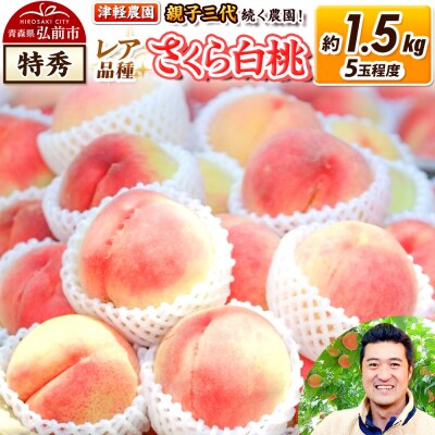 桃 約1.5kg【2026年産 レア品種 さくら白桃】特秀|24_tgn-040101