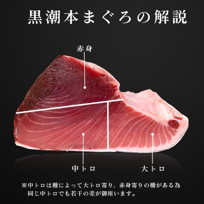 まぐろ マグロ 本鮪 黒潮本まぐろ 中トロ 定期便 6回 150g × 6回 刺身 冷凍 産地直送
