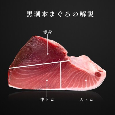 訳あり まぐろ マグロ 本鮪 黒潮本まぐろ 大トロ 定期便 6回 500g × 6回 刺身