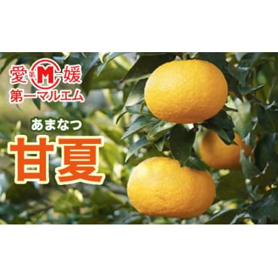 【先行予約】第一マルエムの甘夏10kg