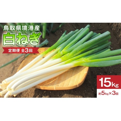 <定期便・全3回><先行予約受付中!11月上旬～3月下旬発送予定>白ねぎ(約5kg×3回・計15kg