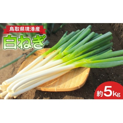 <先行予約受付中!11月上旬～3月下旬発送予定>白ねぎ(約5kg) 