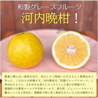 【先行受付】「5月発送」旬をお届け!河内晩柑 ANS0021 ミカン 蜜柑 果物 柑橘類 果実 