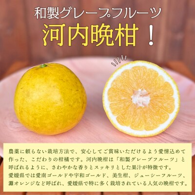 【先行受付】「5月発送」旬をお届け!河内晩柑 ANS0021 ミカン 蜜柑 果物 柑橘類 果実 