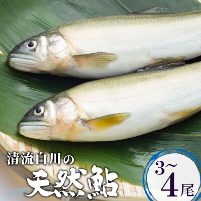《数量限定》清流白川の天然鮎 3～4匹 魚 川魚 あゆ 岐阜県東白川村
