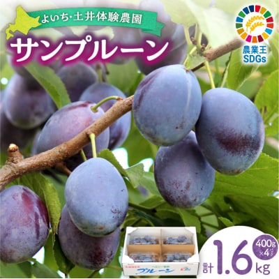 【先行受付:2026年9月中旬以降発送】余市産 生プルーン 1.6kg_Y127-0018