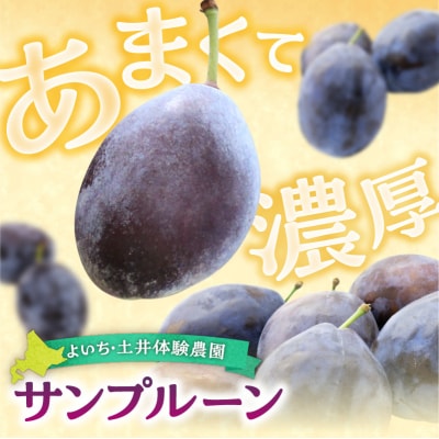 【先行受付:2026年9月中旬以降発送】余市産 生プルーン 1.6kg_Y127-0018