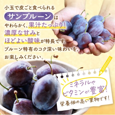【先行受付:2026年9月中旬以降発送】余市産 生プルーン 1.6kg_Y127-0018
